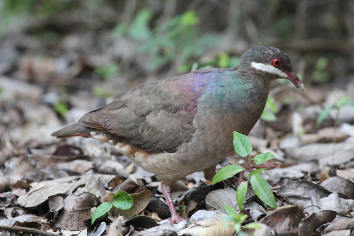 Suspension de la chasse de 21 espèces d’oiseaux en Guadeloupe et à Saint-Martin